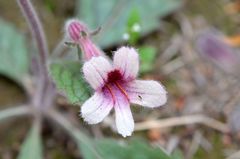 Rehmannia glutinosa