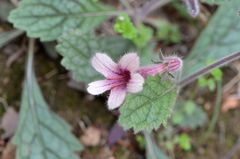 Rehmannia glutinosa