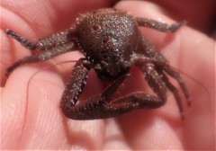 Petrocheles australiensis