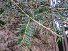 Abies firma