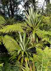 Cordyline indivisa