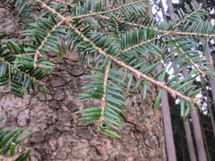Abies firma