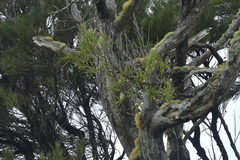 Dracophyllum arboreum