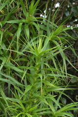 Dracophyllum arboreum
