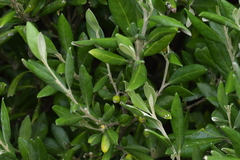 Corokia macrocarpa