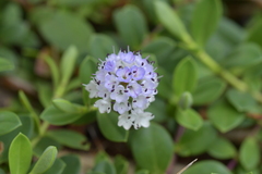 Veronica chathamica