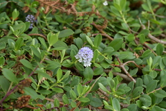 Veronica chathamica