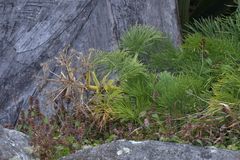 Aciphylla dieffenbachii