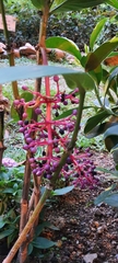 Medinilla magnifica