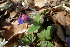 Pulmonaria officinalis