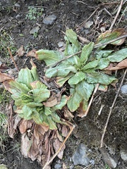 Primula miyabeana