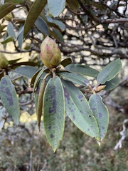 Rhododendron hyperythrum
