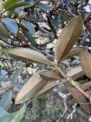 Rhododendron hyperythrum