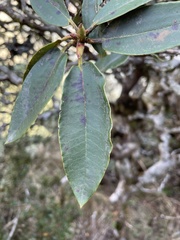 Rhododendron hyperythrum