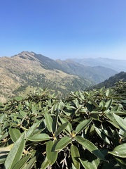 Rhododendron hyperythrum