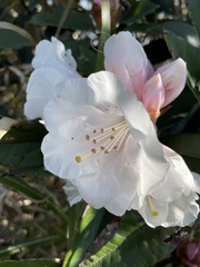 Rhododendron hyperythrum