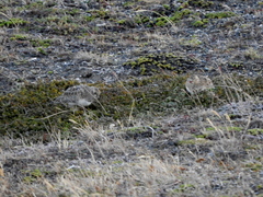 Thinocorus rumicivorus