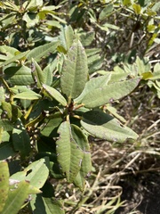 Rhododendron hyperythrum
