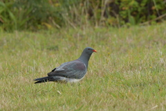 Hemiphaga chathamensis