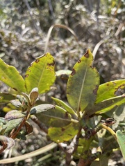 Rhododendron hyperythrum