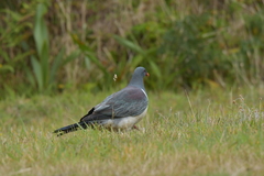 Hemiphaga chathamensis