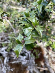 Ilex bioritsensis