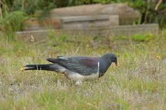 Hemiphaga chathamensis