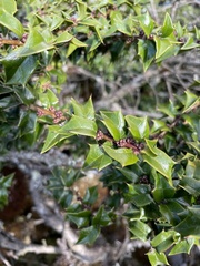 Ilex bioritsensis