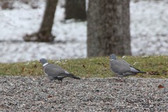 Columba palumbus