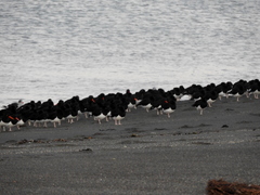 Haematopus leucopodus