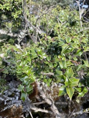 Ilex bioritsensis
