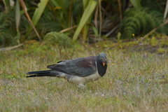 Hemiphaga chathamensis