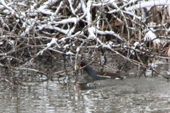 Gallinula chloropus