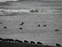 Tachyeres patachonicus