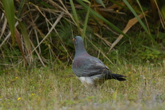 Hemiphaga chathamensis
