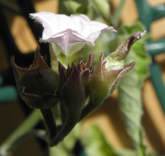 Convolvulus farinosus