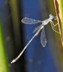 Lestes tridens