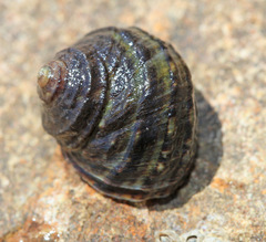 Littorina brevicula