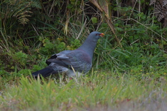 Hemiphaga chathamensis