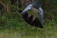 Hemiphaga chathamensis