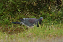 Hemiphaga chathamensis