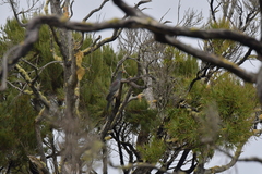 Hemiphaga chathamensis