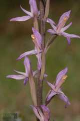 Limodorum trabutianum