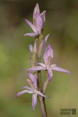 Limodorum trabutianum