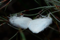 Euproctis melanosoma