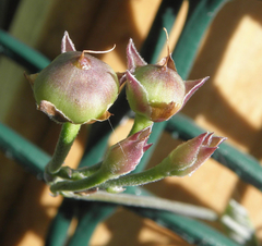 Convolvulus farinosus