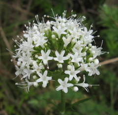 Valeriana uliginosa