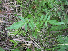 Valeriana uliginosa