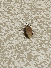 Urochela quadrinotata