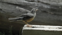 Turdus olivaceus pondoensis
